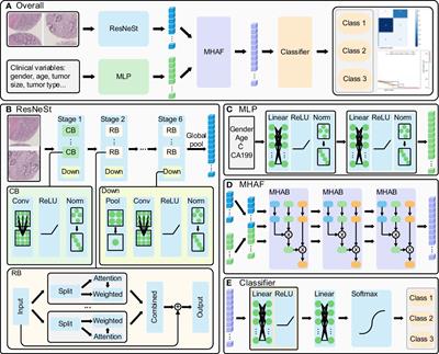 Predicting rectal cancer prognosis from histopathological images and clinical information using multi-modal deep learning